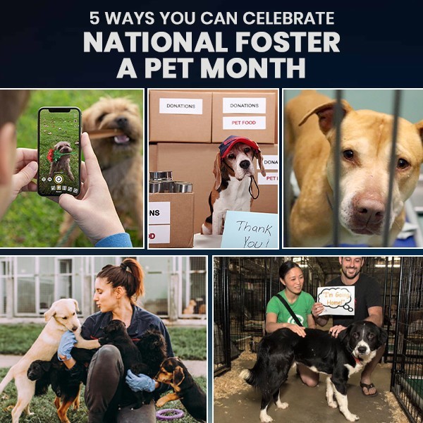 5 Pawsome Ways to Celebrate National Foster A Pet Month and Make a Difference
